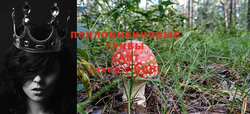 Псилоцибиновые грибы MAGIC MUSHROOMS  Салават 